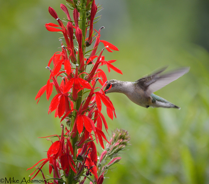 Feeding Ruby-throated Hummingbird