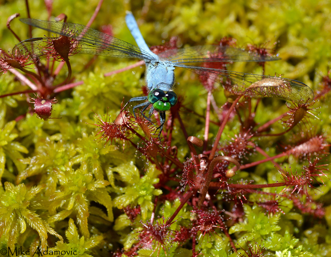 Dragonfly Captured by Spatulate-leaved Sundew