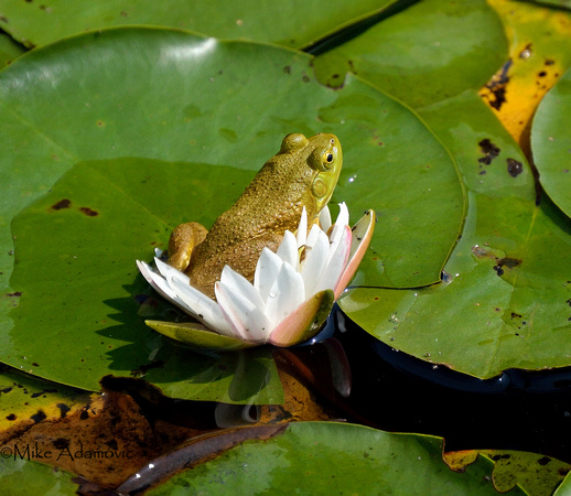 Frog on Lily