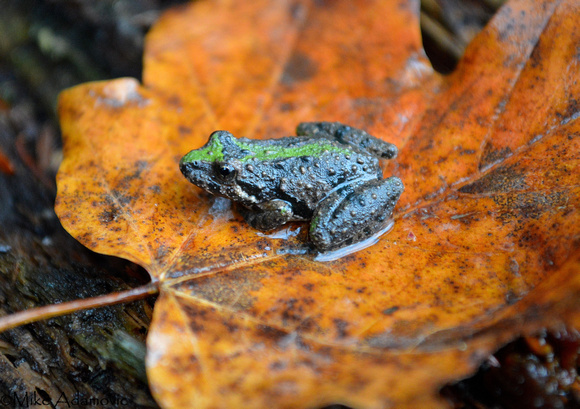 Northern Cricket Frog (Autumn)