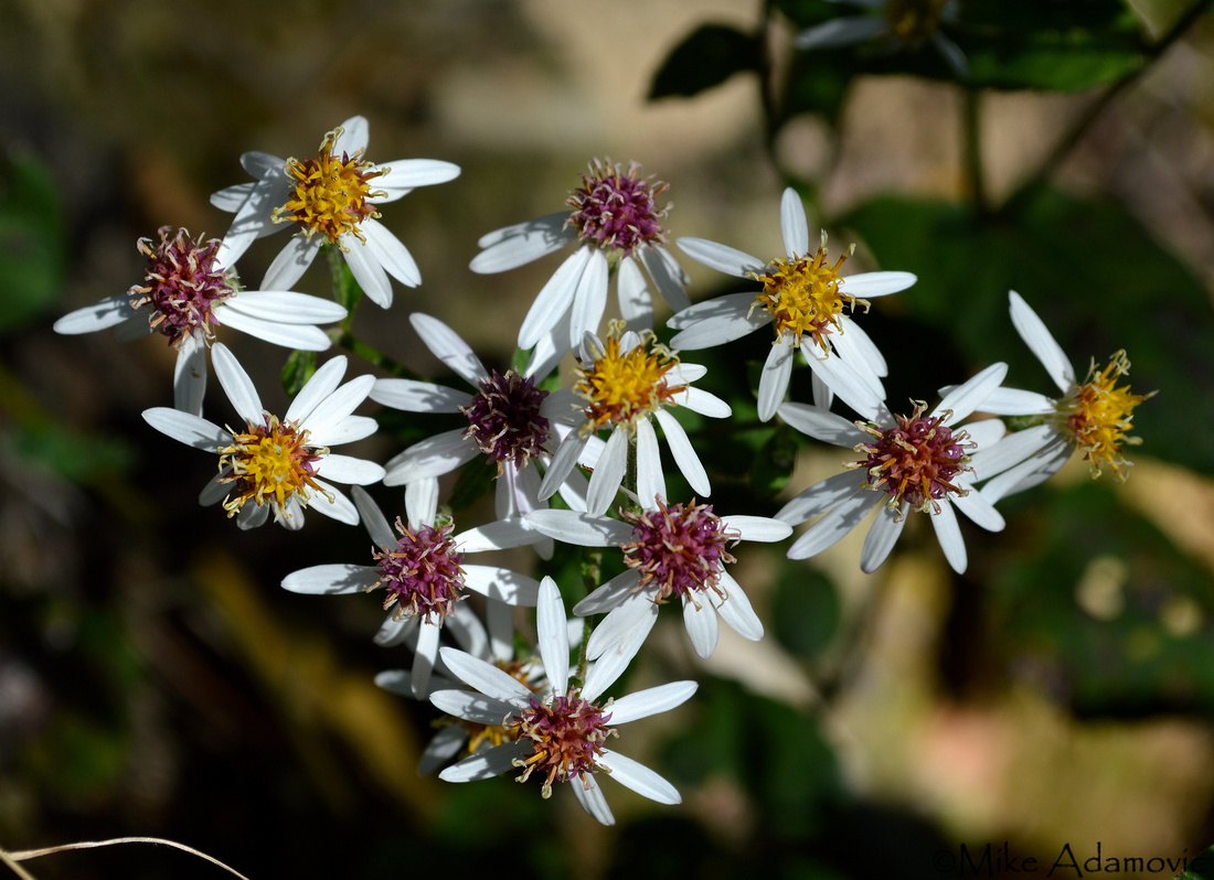 Calico Asters