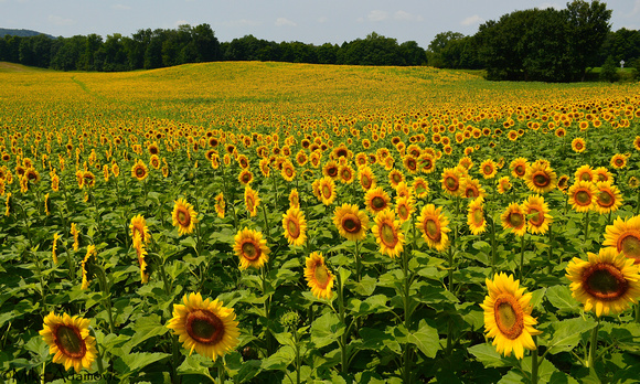 Sunflower Delight