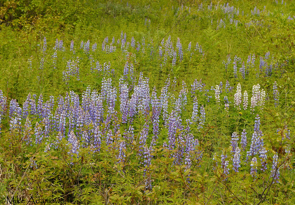 May Lupine