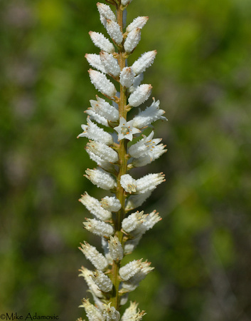 White Colicroot