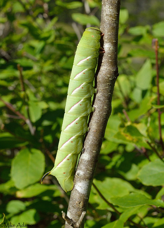 Apple Sphinx Moth Caterpillar