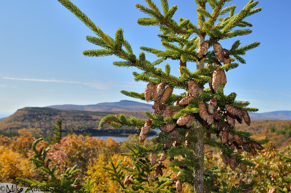 Red Spruce in the Catskills