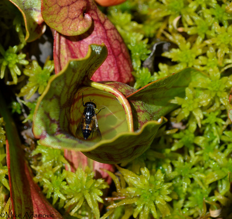 Insect Trapped in Carnivorous Pitcher Plant