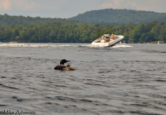 Loons & Boat