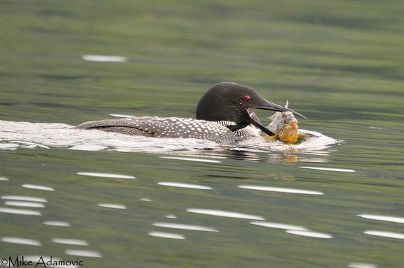 Loon with Captured Pumpkinseed