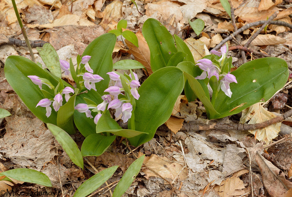 Showy Orchid Clump