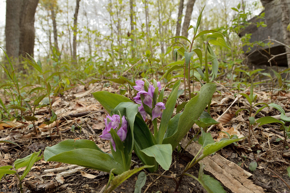 Showy Orchid (Purple Form)
