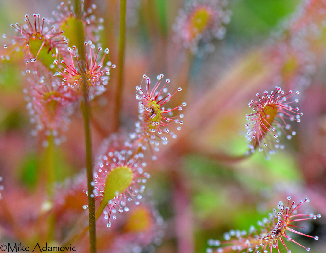 Abstract Art (Spatulate-leaved sundew)