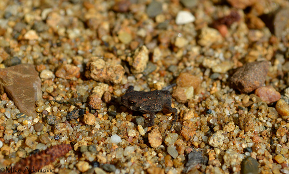 Young American Toad