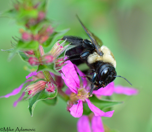 Bumblebee on Purple Loosestrife