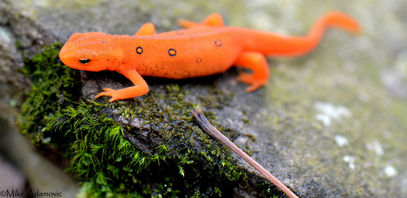 Red Eft on Moss