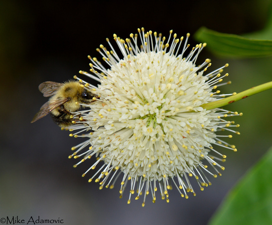 Bee on Buttonbush 2