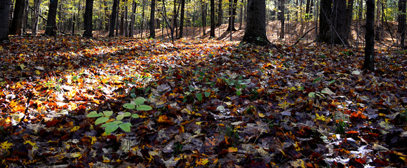 Fall Woodland Morning