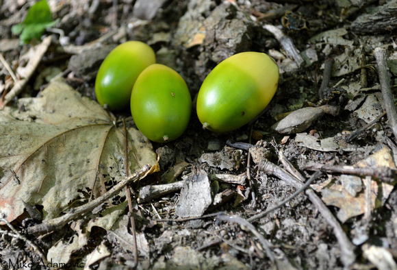 Chestnut Oak Acorns