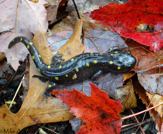 Spotted Salamander 2