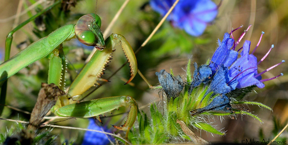 Praying Mantis on Viper Bugloss