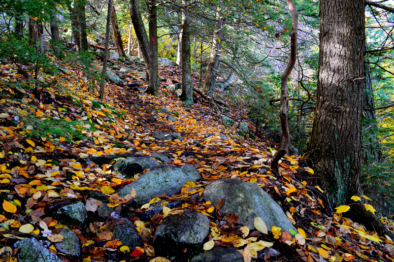 Fall Path