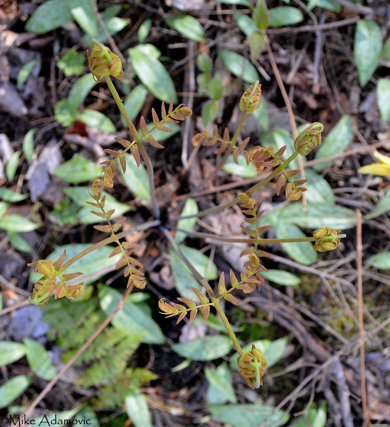 Royal Ferns