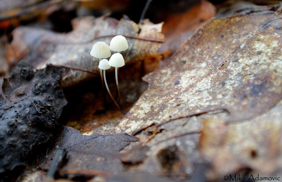 Pinwheel Mushrooms 2