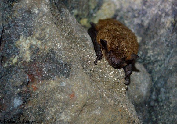 Big Brown Bat Hibernating