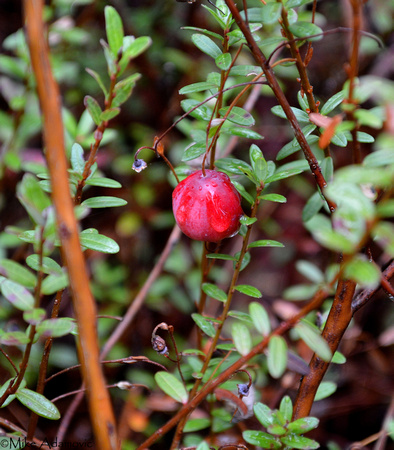 Dewy American Cranberry
