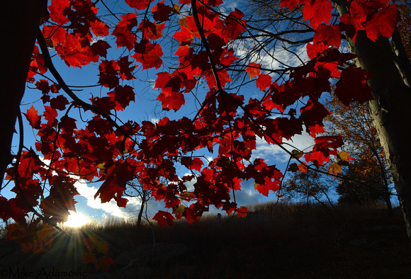 Red Maple Sunset