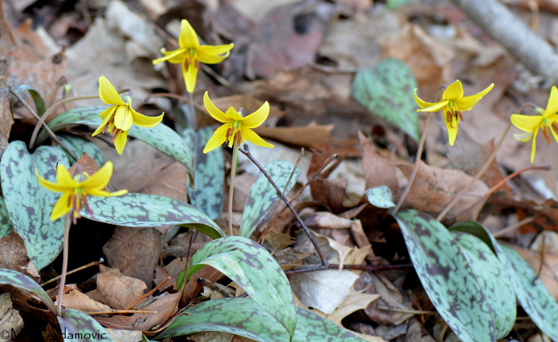 Adamovic Nature Photography Trout Lily (Erythronium americanum)